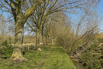 Obraz premium Hiking trail along meadows with bare trees and fresh green spring shrubs on a sunny day with clear blue sky in Scheldt valley near Ghent, Flanders, Belgium 