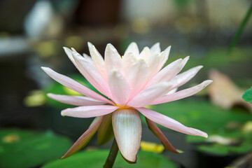 close up of a lotus flower