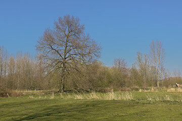 Obraz premium Lush green spring meadow with bare trees on a sunny day with clear blue sky in Scheldt valley near Ghent, Flanders, Belgium 