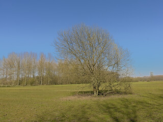 Lush green spring meadow with bare trees on a sunny day with clear blue sky in Scheldt valley near Ghent, Flanders, Belgium 