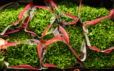 Fresh Butter Lettuce bundles on display at a supermarket: Ft. Saskatchewan, Alberta, Canada