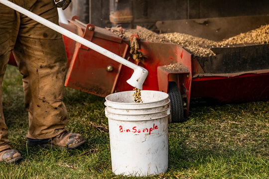 Offloading Fava Beans for transfer with an auger for storage and taking samples during harvest: Edmonton, Alberta, Canada