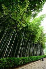 Obraz na płótnie Canvas Bamboo forest in the park, Batumi