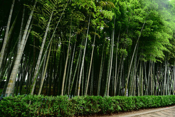 Fototapeta na wymiar Bamboo forest in the park, Batumi