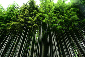 Bamboo forest in the park, Batumi