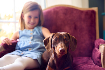 Young Girl At Home Stroking Pet Dachshund Dog Sitting On Chair