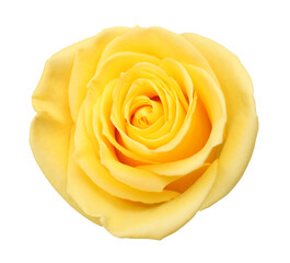 Yellow rose flowers isolated on Png transparent background.