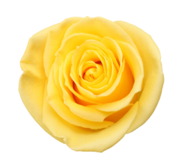 Yellow rose flowers isolated on Png transparent background.