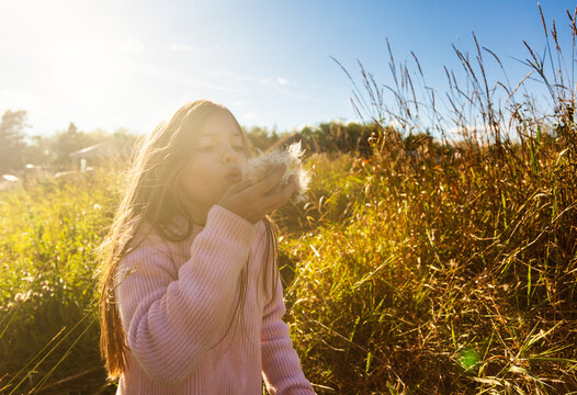 Young girl standing in a farm field holding fluffy vegetation and blowing it out of her hand; Alcomdale, Alberta, Canada