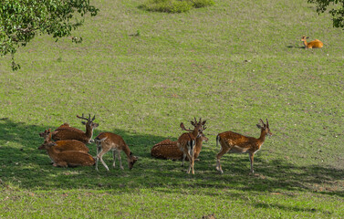 Deer on green grass on a farm in the distance in Austria.