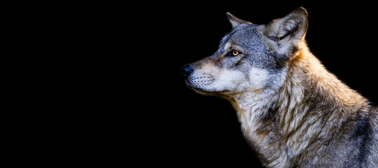 Template of a gray wolf with a black background - obrazy, fototapety, plakaty