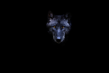 Portrait of a black wolf with a black background
