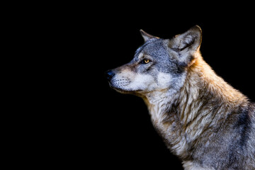 Portrait of a gray wolf with a black background