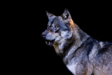 Portrait of a gray wolf with a black background