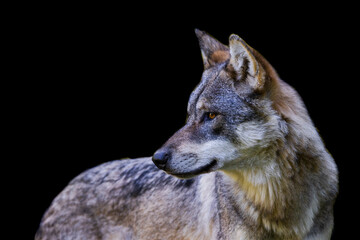 Fototapeta premium Portrait of a gray wolf with a black background