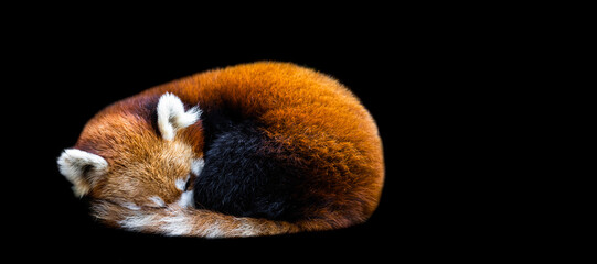 Template of a Red panda sleeping with a black background - Powered by Adobe