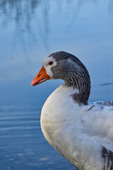 portrait of a goose	