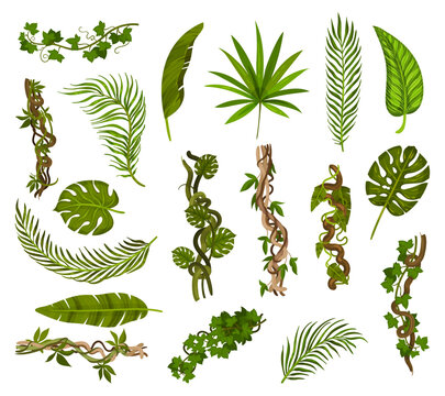 Tropical Foliage and Liana or Vines Big Vector Set