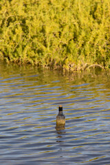 Close up shot of a bottle floating in a lake, swamp or river, with something inside, maybe an ancient message.