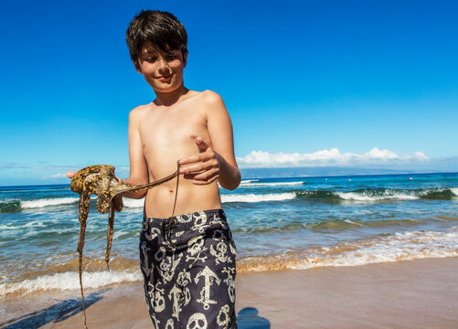 A young boy stands on Ka'anapali Beach at the water's edge holding an octopus; Ka'anapali, Maui, Hawaii, United States of America