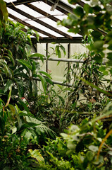 Naklejka na ściany i meble indoor plants grown in the botanical garden. greenhouse under glass. High quality photo