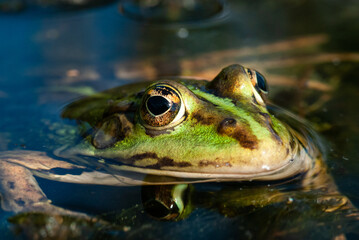 green frog - Rana esculenta