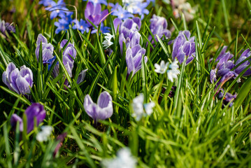 spring flowers in the garden