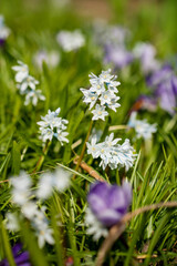 spring flowers in the garden