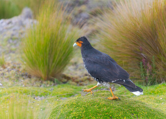 Carunculated Caracara, Phalcoboenus carunculatus
