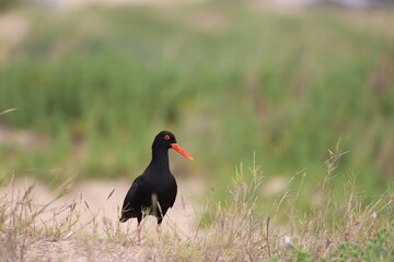Oystercatcher in South Africa