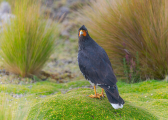 Carunculated Caracara, Phalcoboenus carunculatus