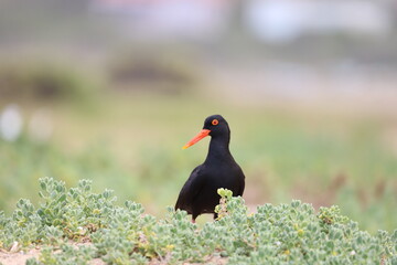 Oystercatcher in South Africa