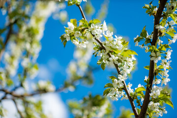 spring tree over blue sky