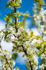 spring tree over blue sky