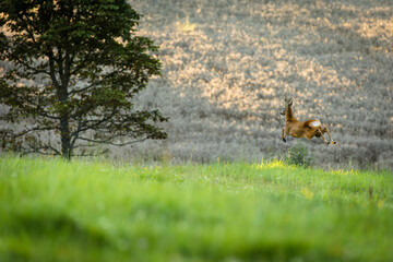 Majestic roe deer on pasture in warm evening light