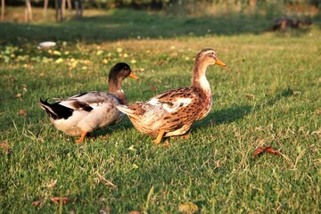 duck on the grass