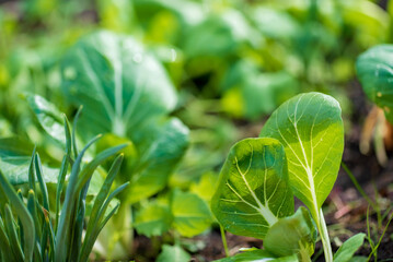 Obraz premium bok choy plants in organic garden