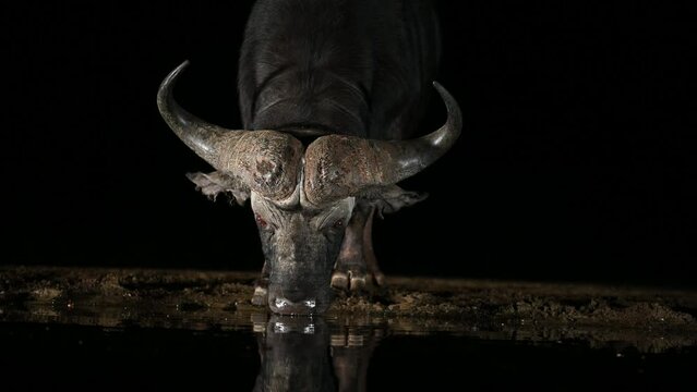 African Buffalo visiting a water hole at night in South Africa