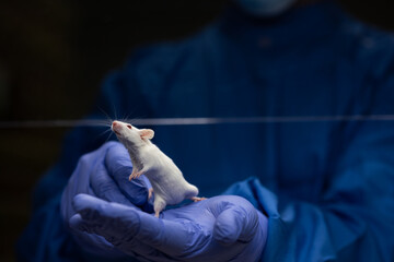 Scientist holding a lab mouse, evaluating her condition prior to running some tests and inoculation...