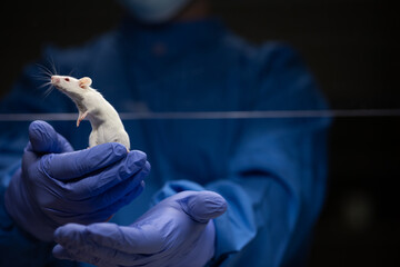Scientist holding a lab mouse, evaluating her condition prior to running some tests and inoculation...