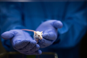 Scientist holding a lab mouse, evaluating her condition prior to running some tests and inoculation...