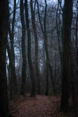 forest in autumn Forest in the night . Night landscape. Nightsky and clouds . Stars in the sky . Lights of the moon  . Evening forest  . Landscapes of Ukraine . Night and morning time 