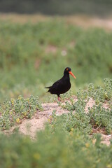 Oystercatcher in South Africa