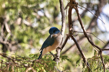 Bird on Branch 