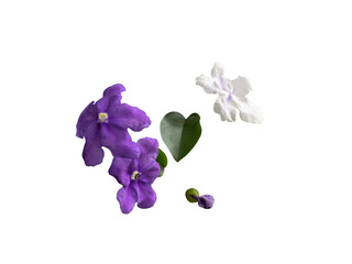 Fototapeta na wymiar Fragrant manaca flowers cut out, Brunfelsia uniflora flower typical of the Atlantic Forest of Brazil. Colors identify the age of the flowers.