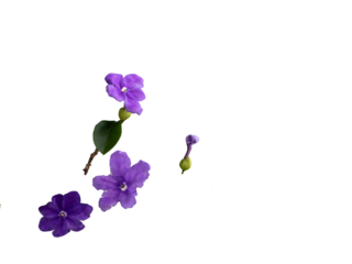 Fragrant manaca flowers cut out, Brunfelsia uniflora flower typical of the Atlantic Forest of Brazil. Colors identify the age of the flowers.