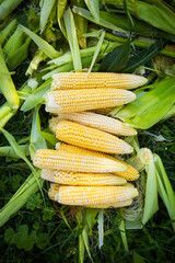 Collecting young corn in summer. Harvesting from the vegetable garden. Agriculture. Close-up.