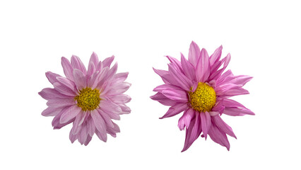 Chrysanthemum on white background and cut out and transparent background. Also called mother flower, florist daisy or China chrysanthemum, a field flower of many colors.