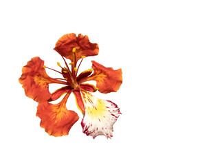Poinciana regia or Delonix regia flowers isolated and cut out, transparent background. Other names:...