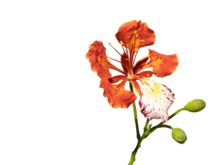 Poinciana regia or Delonix regia flowers isolated and cut out, transparent background. Other names: royal poinciana, flamboyant, acacia rubra, phoenix flower, flame of the forest, flame tree
